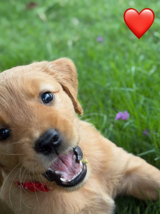 Golden Retriever Puppies media 10
