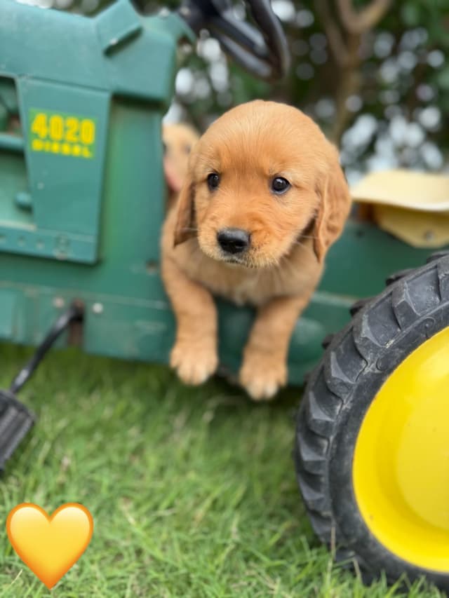 Golden Retriever Puppies media 13