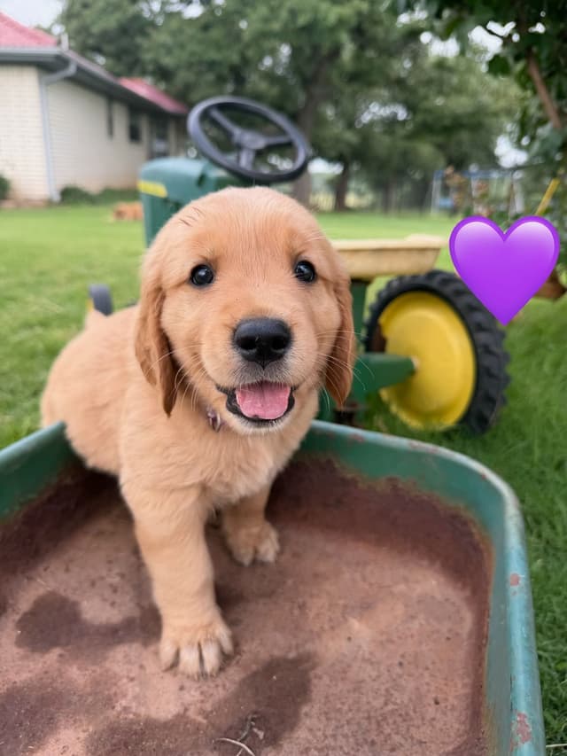 Golden Retriever Puppies media 14