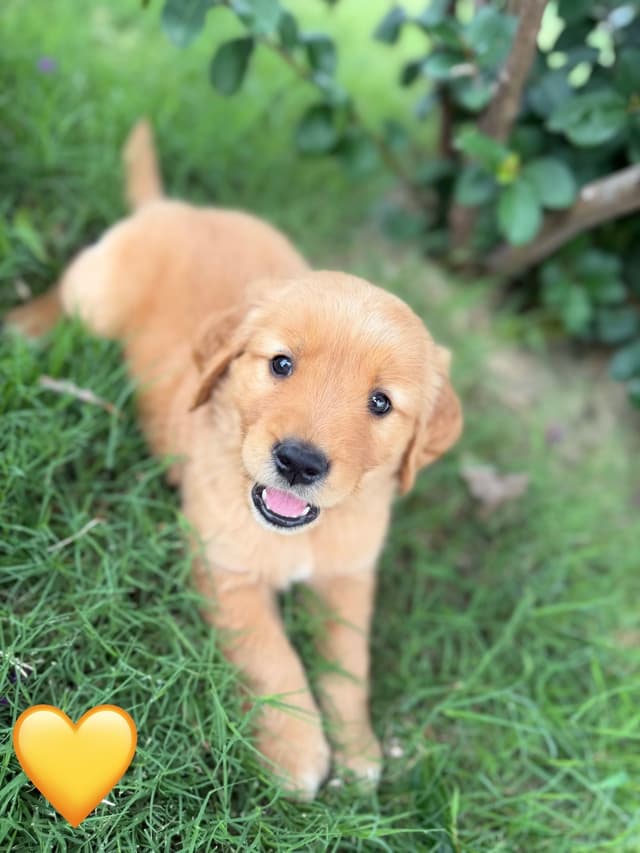 Golden Retriever Puppies media 15