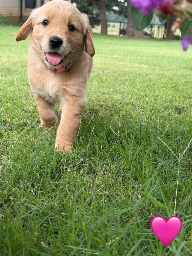 Golden Retriever Puppies media 16