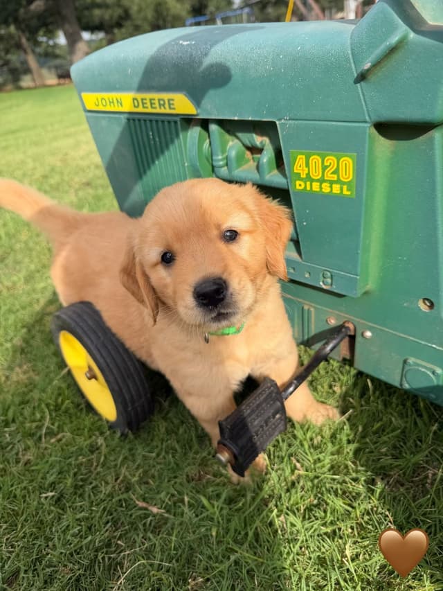 Golden Retriever Puppies media 17