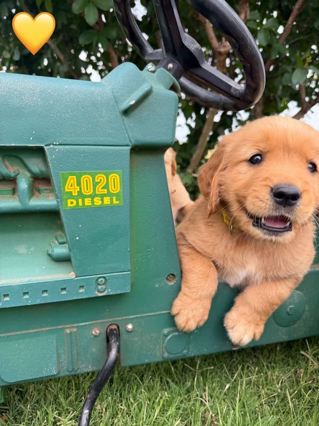Golden Retriever Puppies media 18