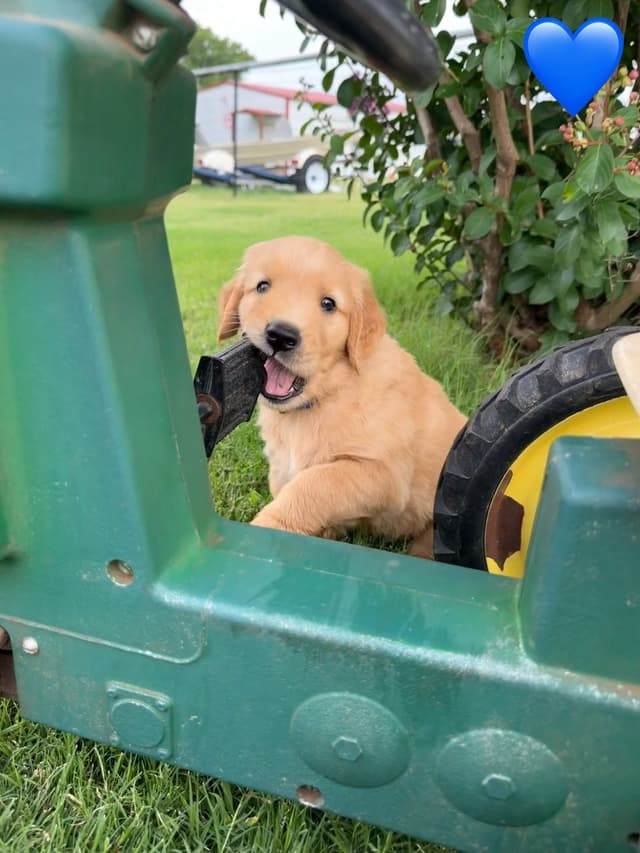 Golden Retriever Puppies media 19