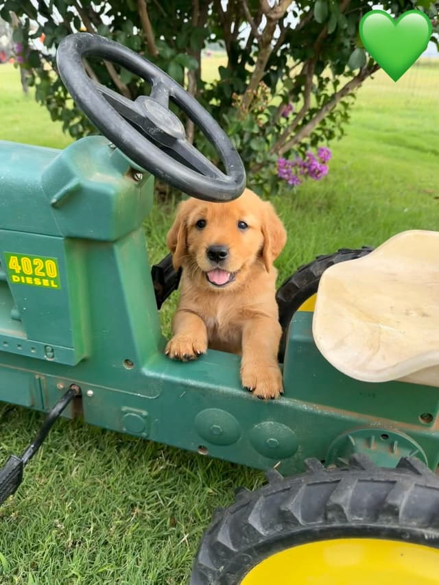 Golden Retriever Puppies media 21