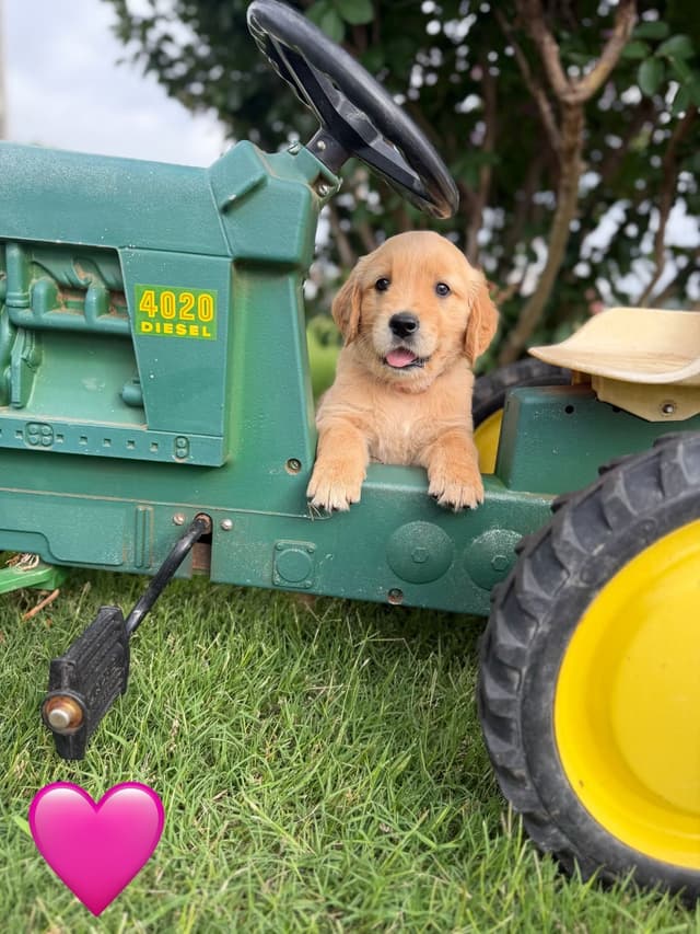 Golden Retriever Puppies media 22