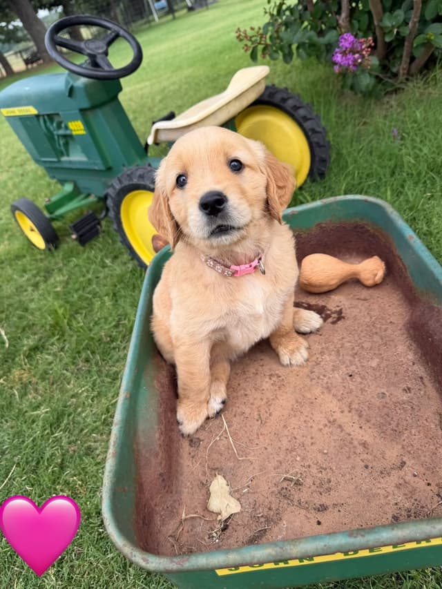 Golden Retriever Puppies media 24