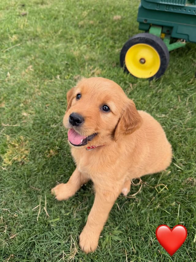 Golden Retriever Puppies media 26