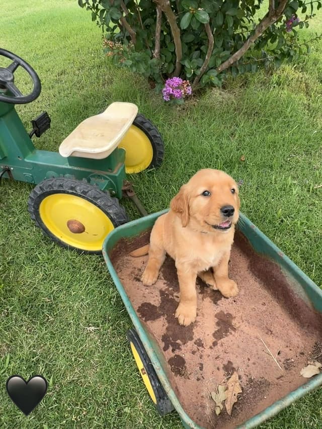 Golden Retriever Puppies media 23