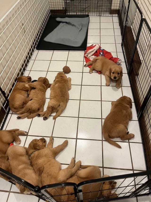 Golden Retriever Puppies media 27