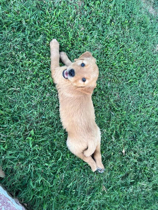 Golden Retriever Puppies media 29