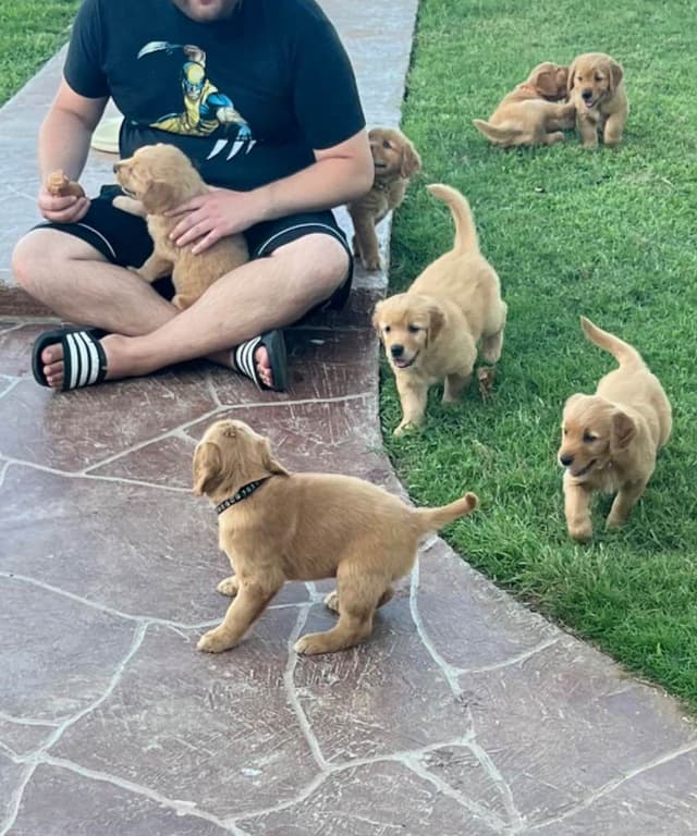 Golden Retriever Puppies media 28