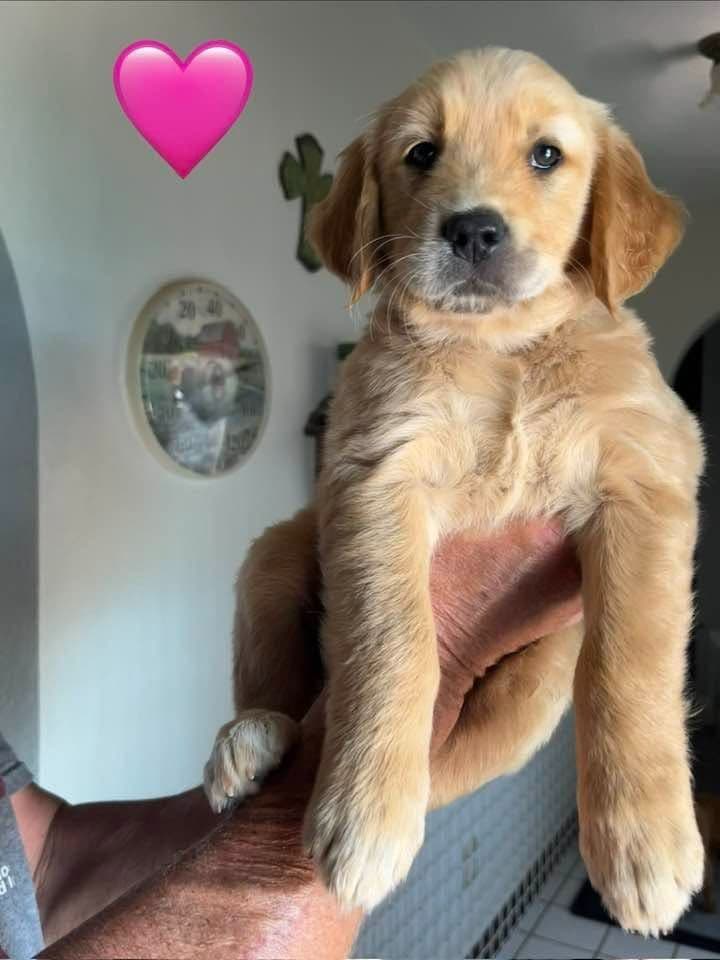 Golden Retriever Puppies breeder image 3