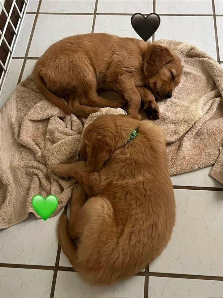 Golden Retriever Puppies breeder image 5