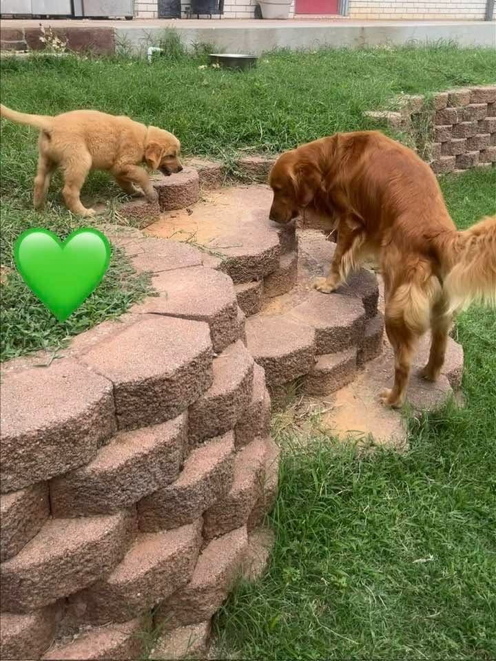 Golden Retriever Puppies breeder image 1