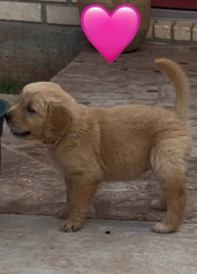 Golden Retriever Puppies breeder image 2