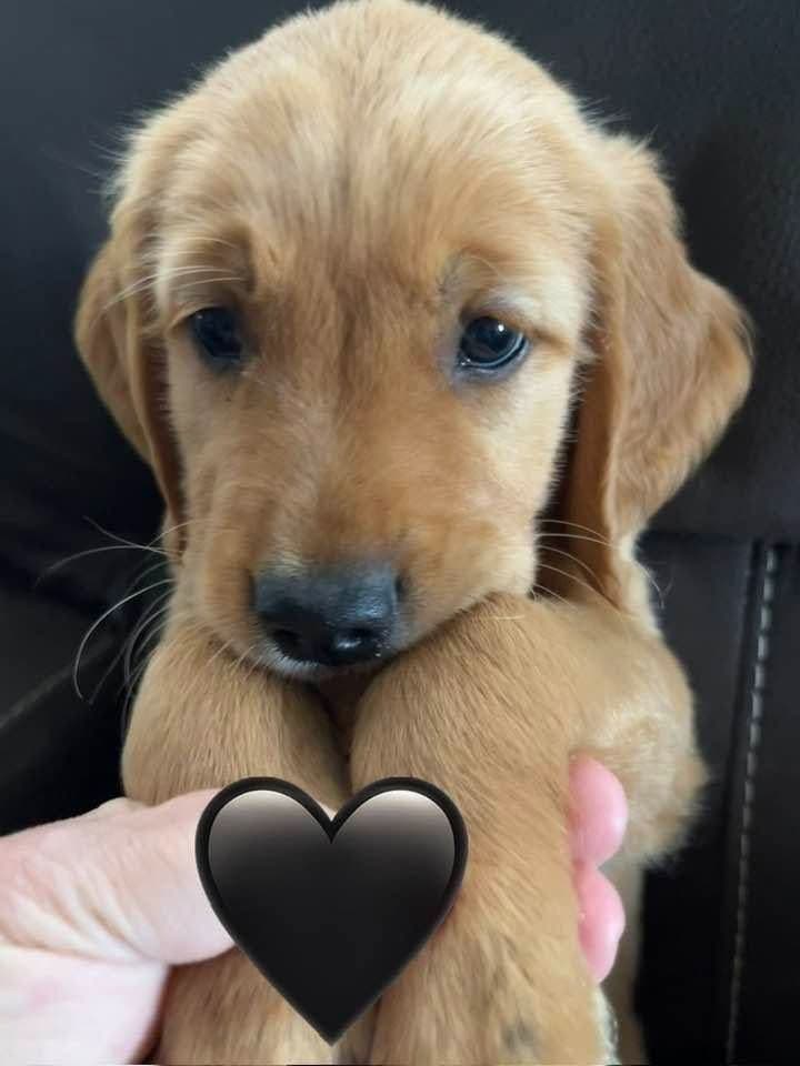 Golden Retriever Puppies breeder image 7