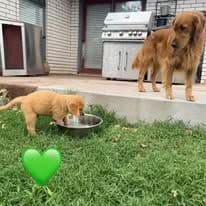 Golden Retriever Puppies breeder image 8