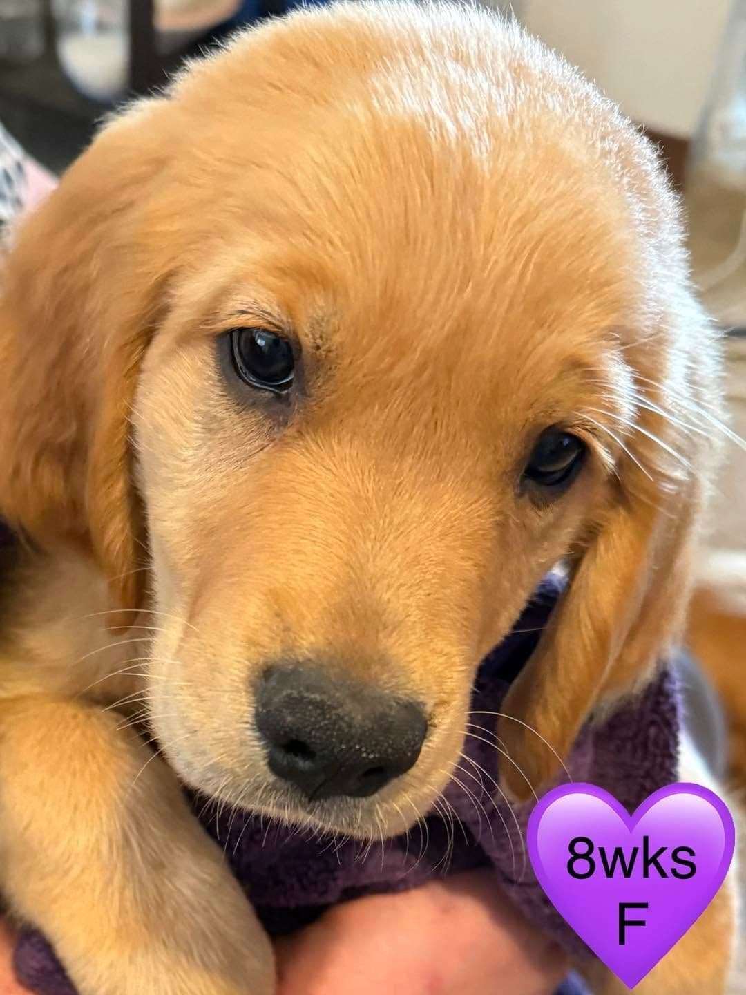 Golden Retriever Puppies breeder image 9