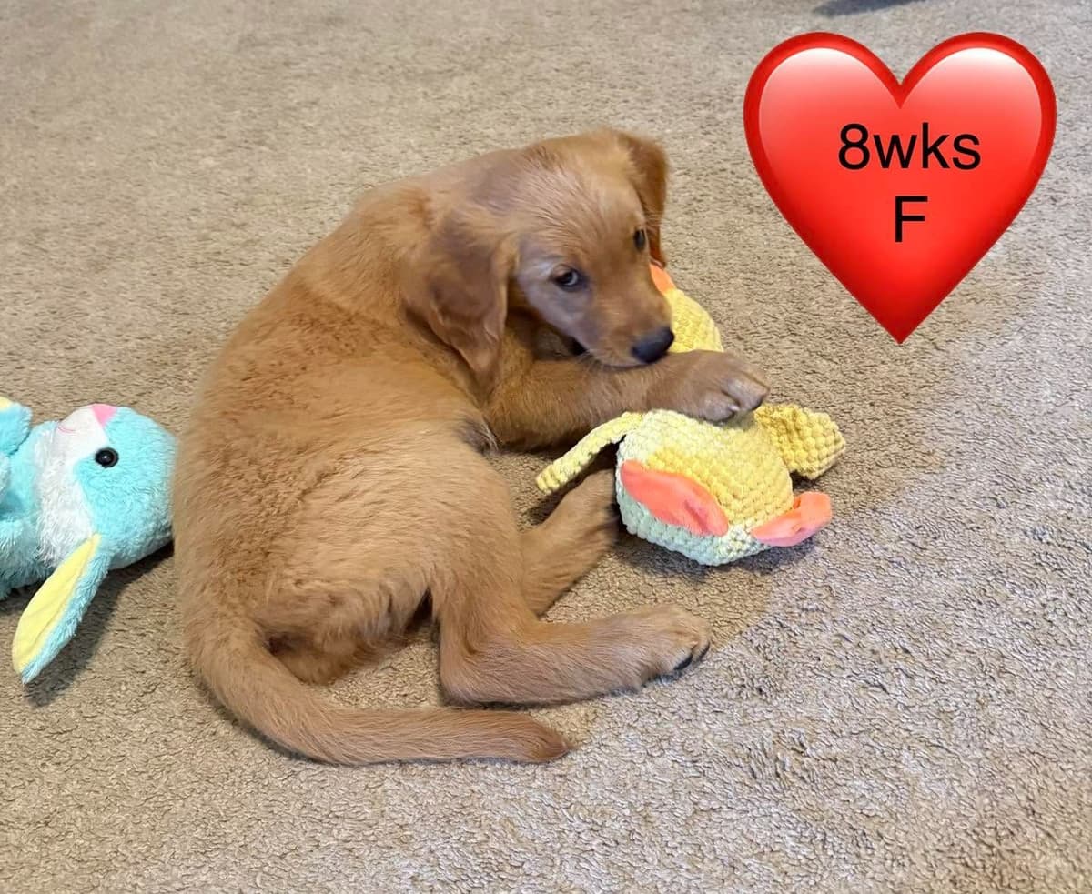 Golden Retriever Puppies breeder image 10