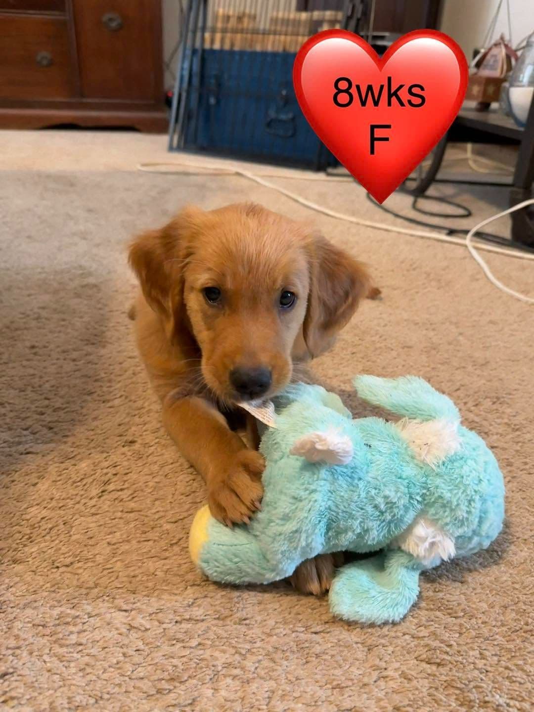 Golden Retriever Puppies breeder image 11
