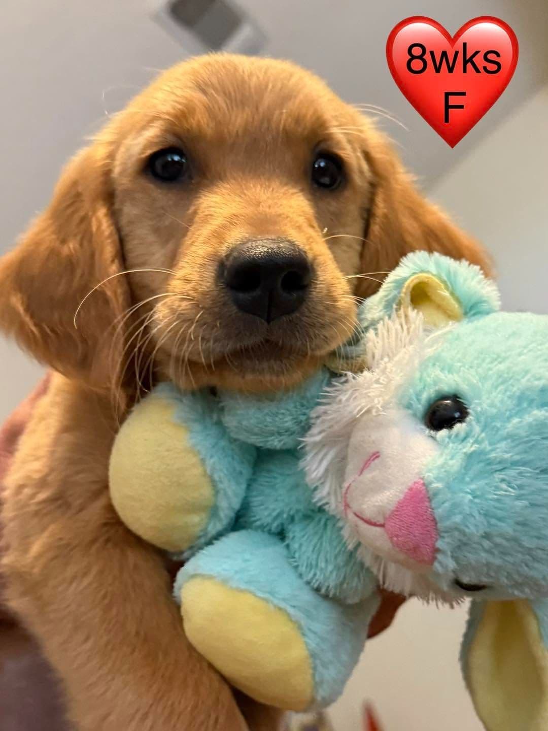Golden Retriever Puppies breeder image 12
