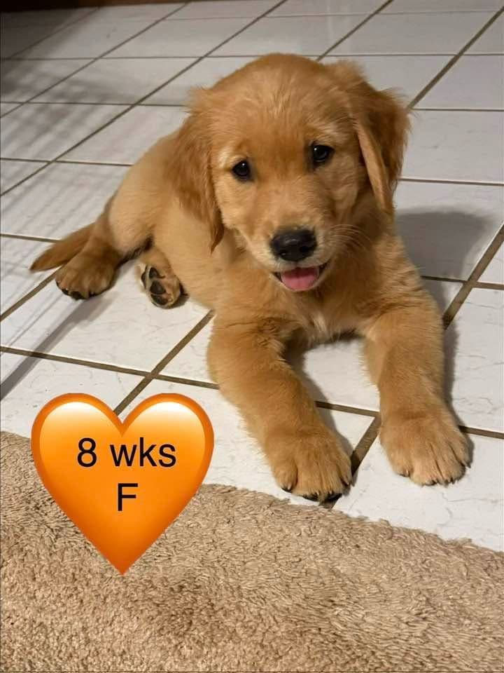 Golden Retriever Puppies breeder image 13