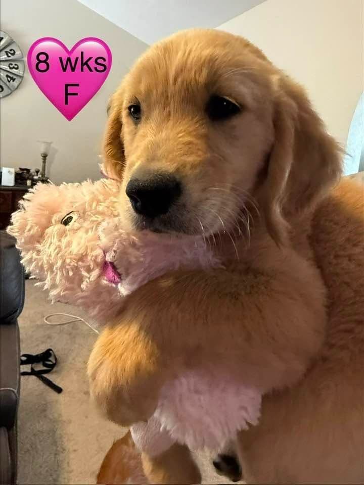 Golden Retriever Puppies breeder image 14