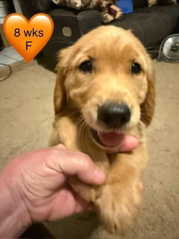 Golden Retriever Puppies breeder image 15