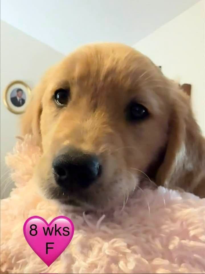 Golden Retriever Puppies breeder image 17