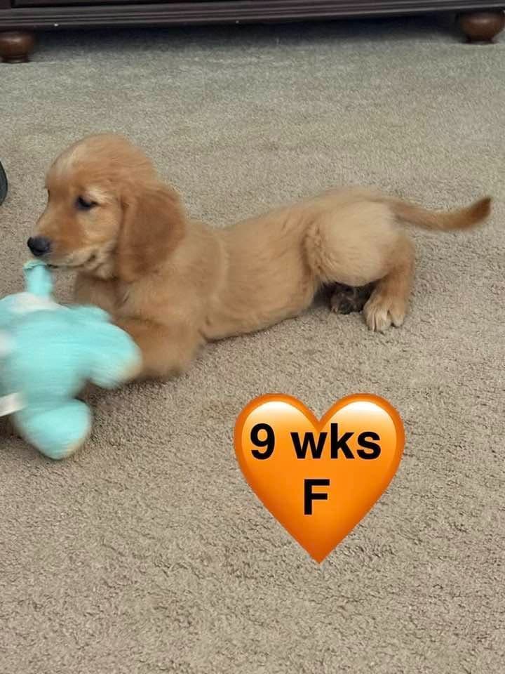 Golden Retriever Puppies breeder image 19