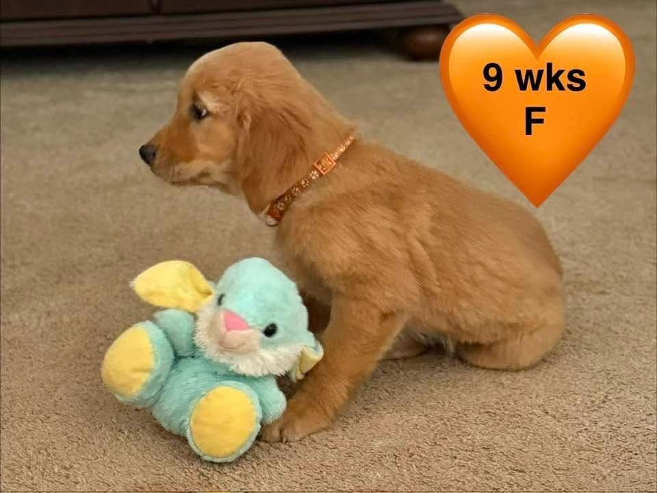 Golden Retriever Puppies breeder image 20