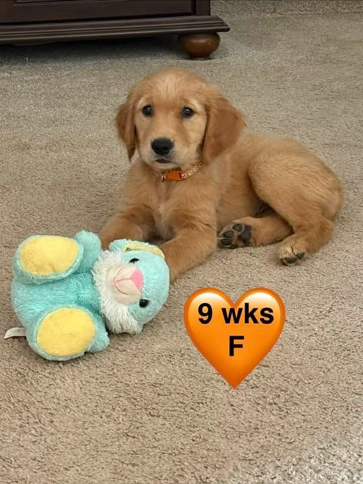 Golden Retriever Puppies breeder image 21