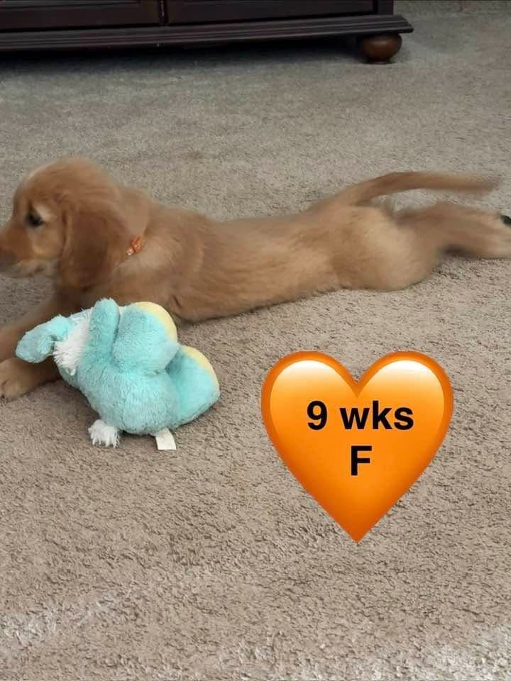 Golden Retriever Puppies breeder image 22