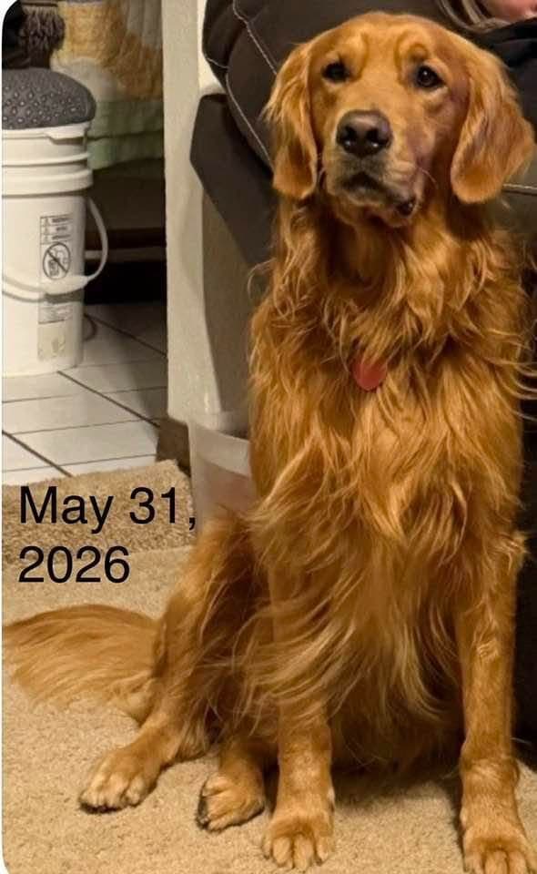 Golden Retriever Puppies breeder image 23