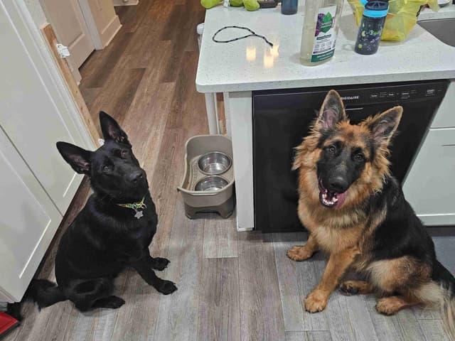 German Shepherd Dog Puppies media 2