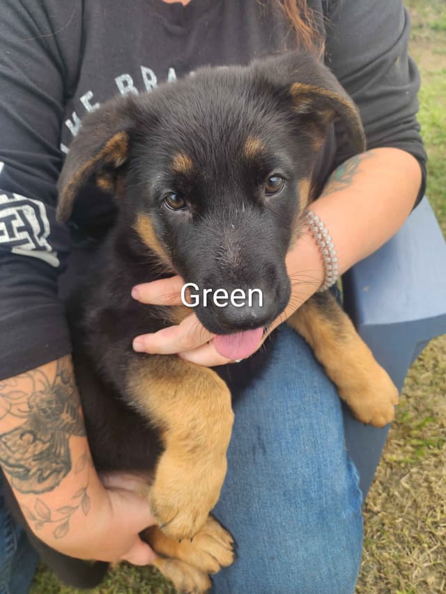 German Shepherd Dog Puppies media 3