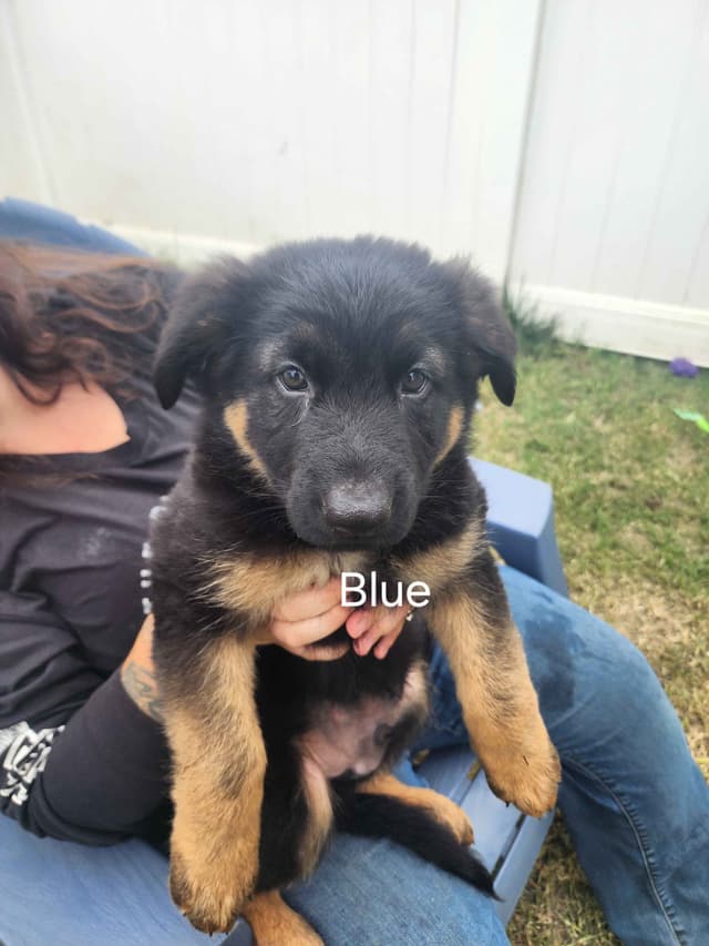 German Shepherd Dog Puppies media 4