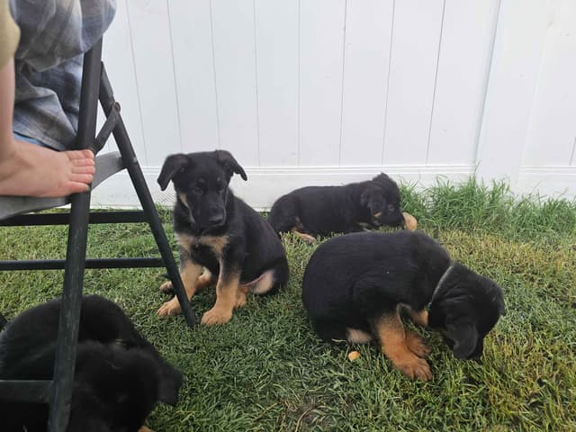 German Shepherd Dog Puppies media 5