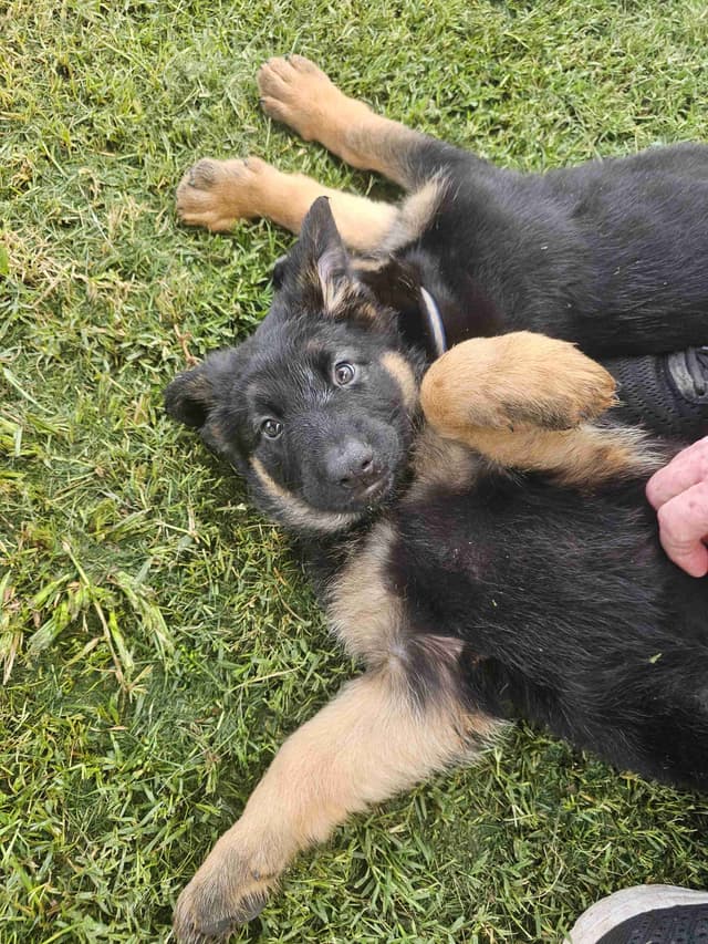 German Shepherd Dog Puppies media 7