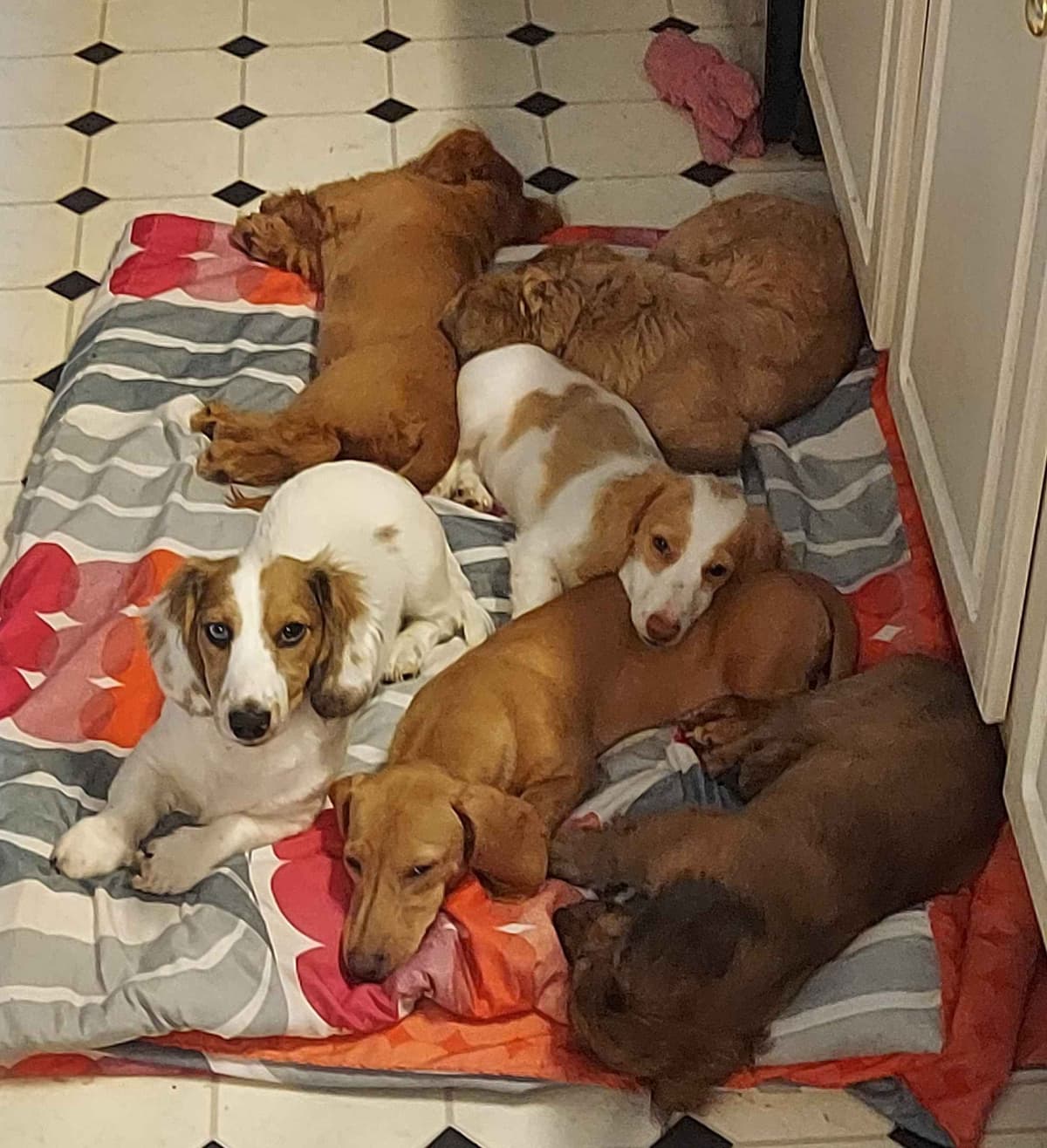 AKC Miniature Dachshund Pups breeder image 4