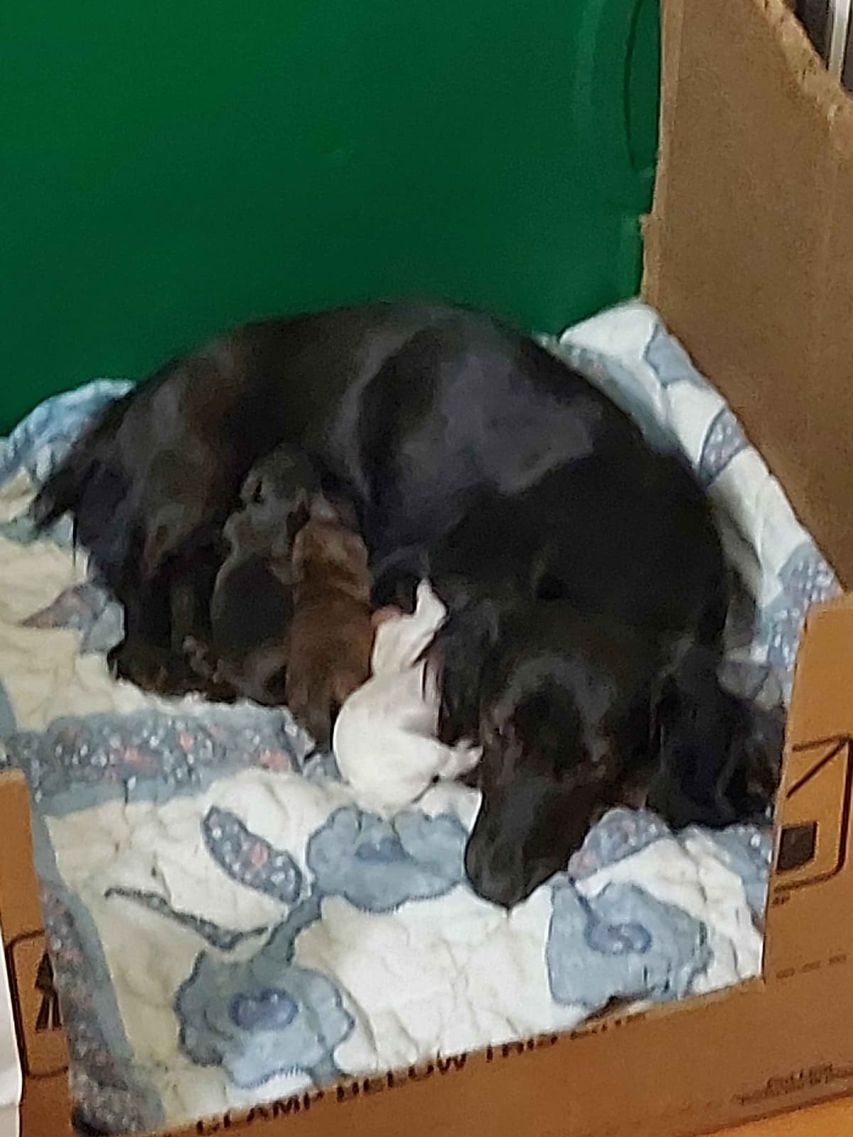 AKC Miniature Dachshund Pups breeder image 6