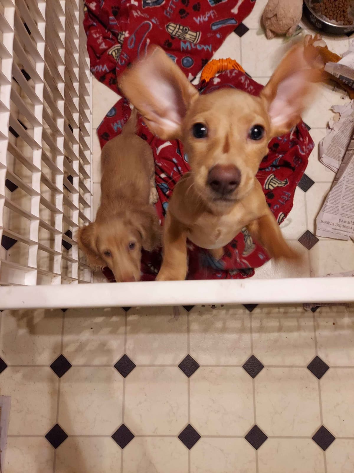 AKC Miniature Dachshund Pups breeder image 8