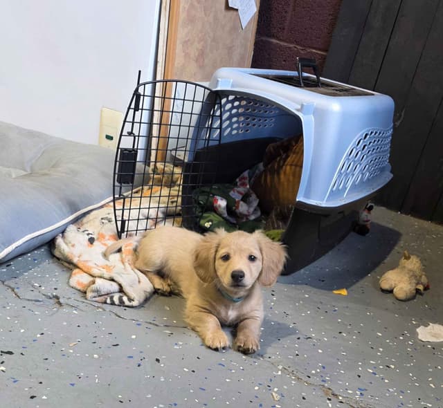 AKC Miniature Dachshund Pups media 3