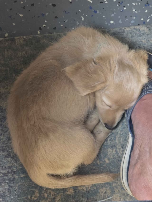 AKC Miniature Dachshund Pups media 4