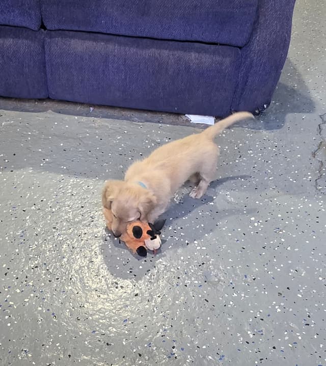 AKC Miniature Dachshund Pups media 6