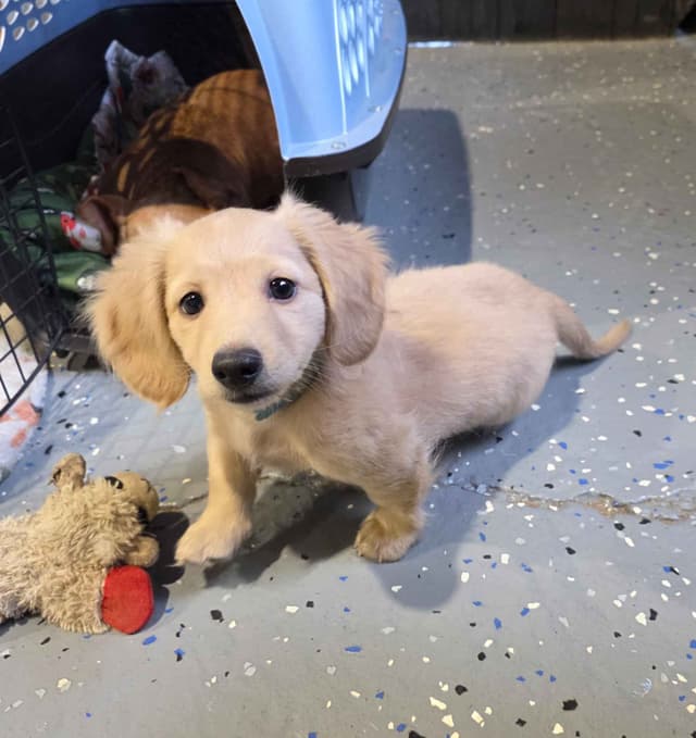 AKC Miniature Dachshund Pups media 7