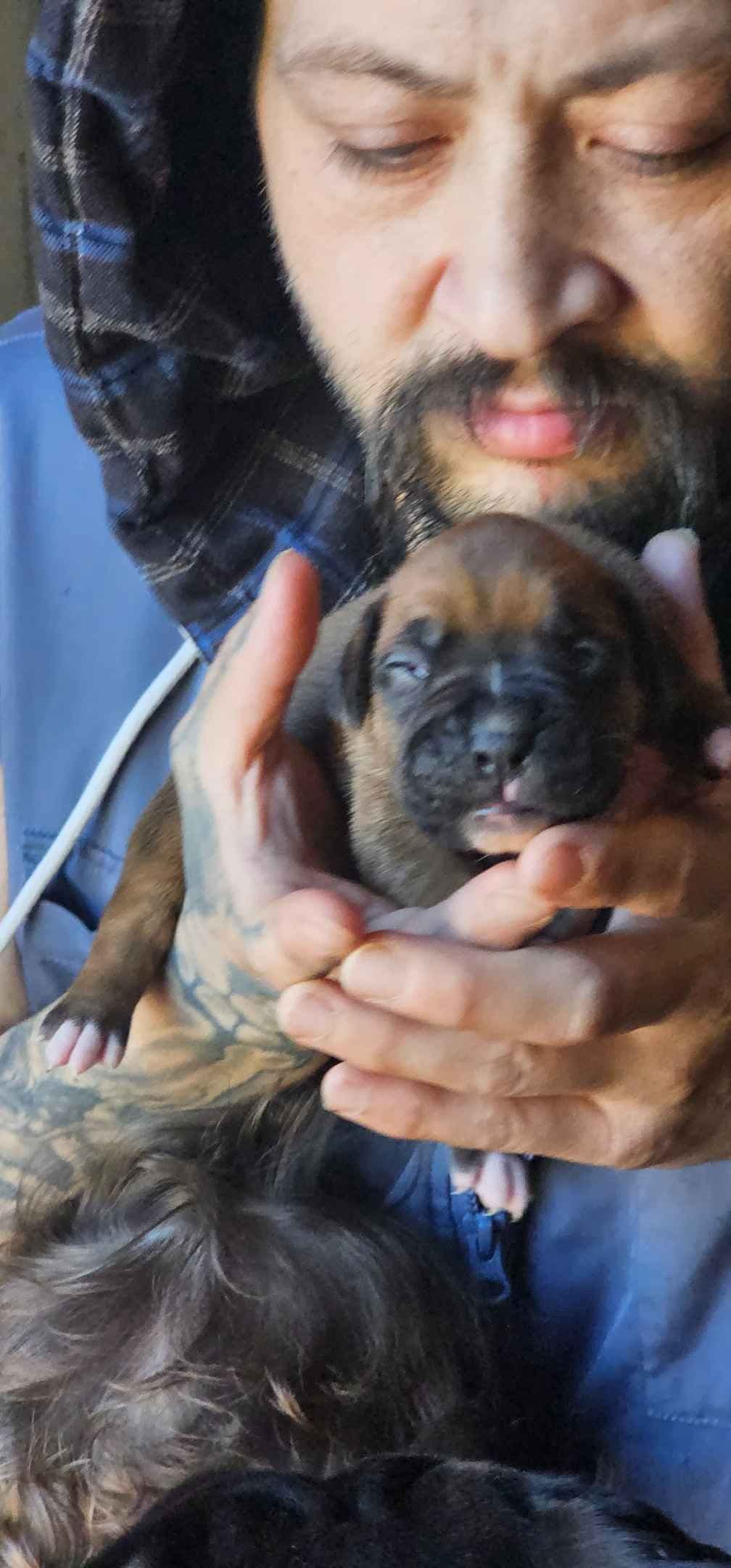 Boxer Puppies breeder image 4
