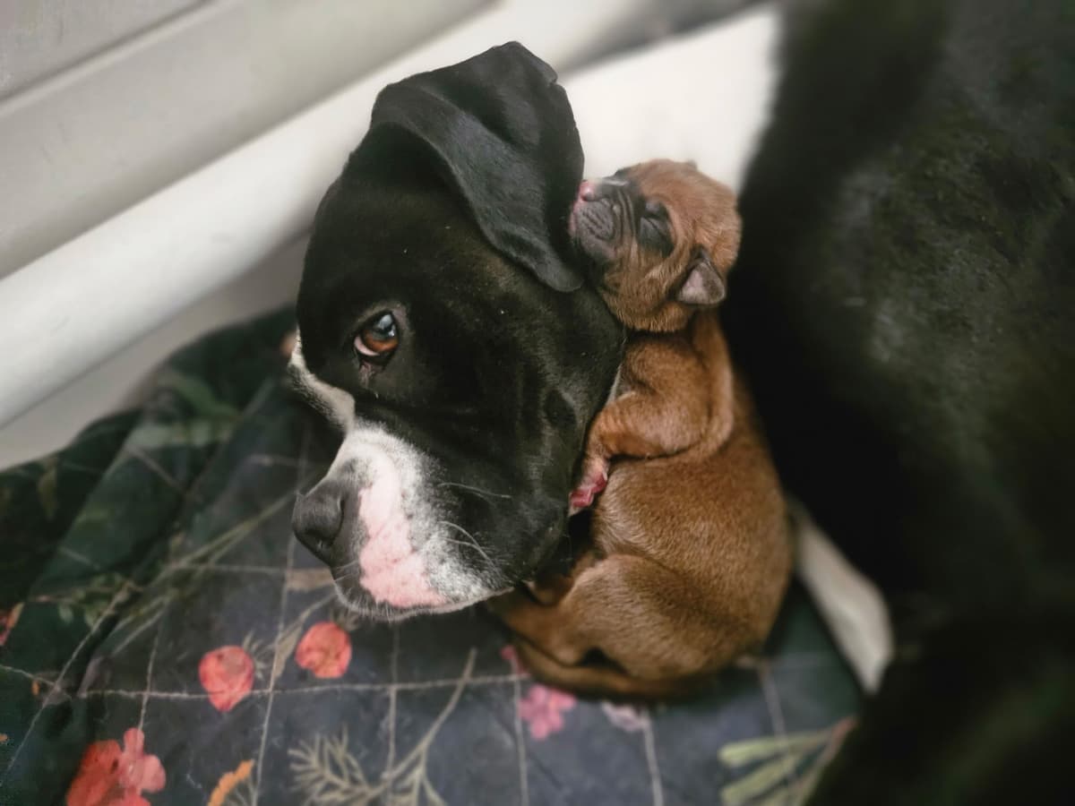 Boxer Puppies breeder image 5