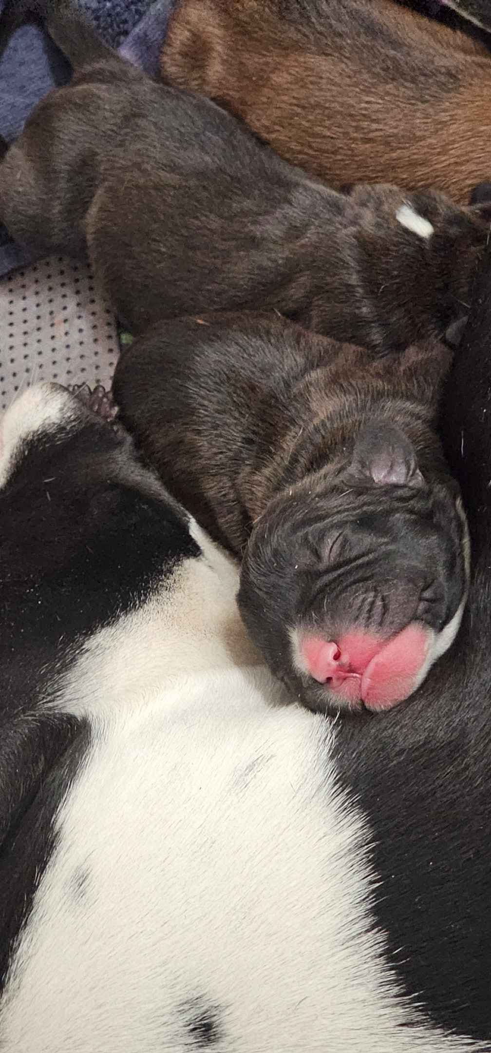 Boxer Puppies breeder image 8